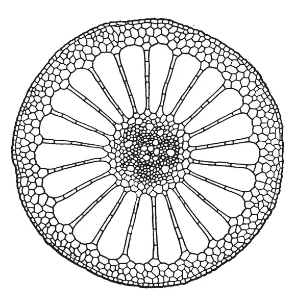 これは 空気管 ビンテージの線描画や彫刻イラストと茎の横断面のイメージ — ストックベクタ