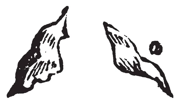 Este Diagrama Representa Los Cartílagos Aritenoides Laringe Dibujo Líneas Vintage — Archivo Imágenes Vectoriales