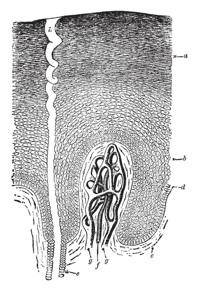 Cette Illustration Représente Une Section Épidermique Dessin Ligne Vintage Une — Image vectorielle