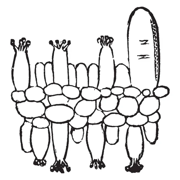 蘑菇细胞的形状一般是不规则的 刺可能是薄和宽 有奇异的基底 和刺底侧的帽子 复古线画或雕刻插图 — 图库矢量图片