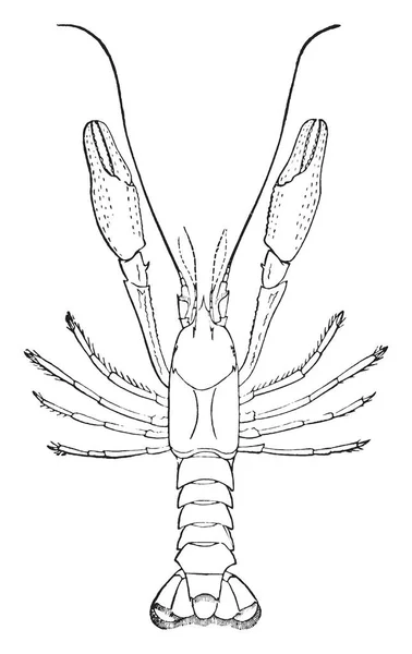 Crayfish Cego Caverna Mamute Desenho Linha Vintage Gravura Ilustração — Vetor de Stock