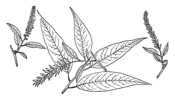 Peachleaf 柳的一幅画 也被称为柳 Amygdaloides 它主要见于加拿大南部和美国北部 复古线条画或雕刻插图 — 图库矢量图片