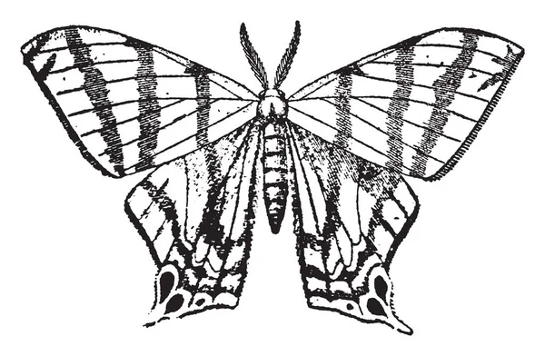 Geometrina Condición Larval Tienen Solo Cuatro Prolegs Dibujo Línea Vintage — Archivo Imágenes Vectoriales