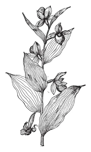 알려진 Cypripedium Californicum 나뭇잎 파우치와 타원형 테이블 빈티지 그림에 — 스톡 벡터