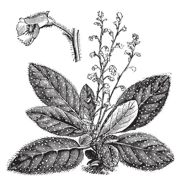 Koellikeria Argyrostigma Est Une Plante Herbacée Vivace Les Fleurs Ces — Image vectorielle