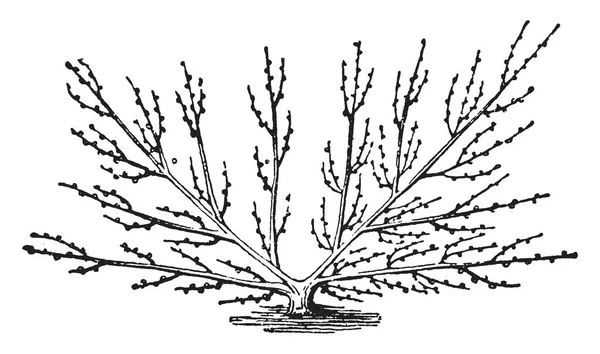 この写真は異なった枝モントルイユ ファン植物 ビンテージの線の描画や彫刻イラストを見せています — ストックベクタ