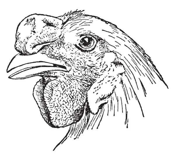 Cette Illustration Représente Tête Poulet Avec Peigne Noix Dessin Ligne — Image vectorielle