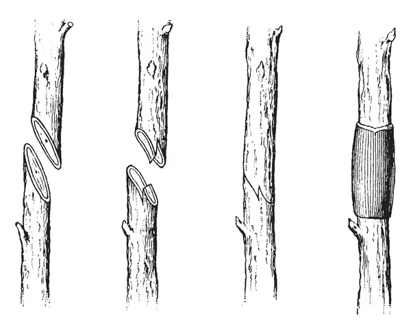 Questa Illustrazione Rappresenta Innesto Che Una Tecnica Orticola Cui Tessuti — Vettoriale Stock