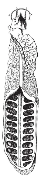 Ceratodus Lung Aperto Nella Sua Metà Inferiore Mostrare Sue Buste — Vettoriale Stock
