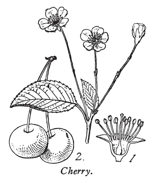 Kiraz Cinsi Kuru Erik Meyve Meyve Yaprakları Çiçek Vintage Çizgi — Stok Vektör