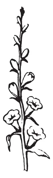 图片显示了尖峰工厂 它指的是花序的类型 即花的排列 它是不分枝的 它有直接附着在植物上的花朵 没有任何茎 复古线条画或雕刻插图 — 图库矢量图片