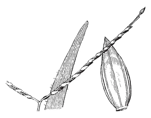 Foglia Axonopus Lama Piatta Lanceolata Larga Foglie Sono Pelose Spikelet — Vettoriale Stock