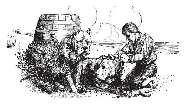 有两只狗的男人 他把皮带绕在狗的脖子上 桶在狗后面 复古线条画或雕刻插图 — 图库矢量图片
