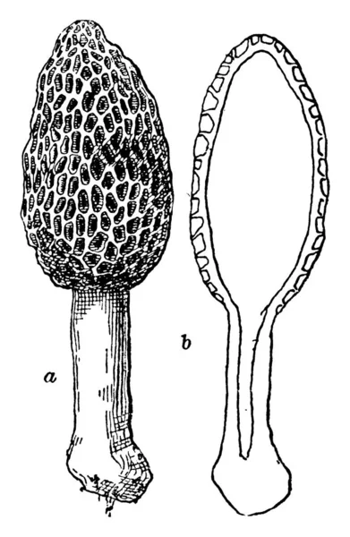 Parte Superior Parece Colmena Abejas Parte Interior Hueca Dibujo Línea — Vector de stock