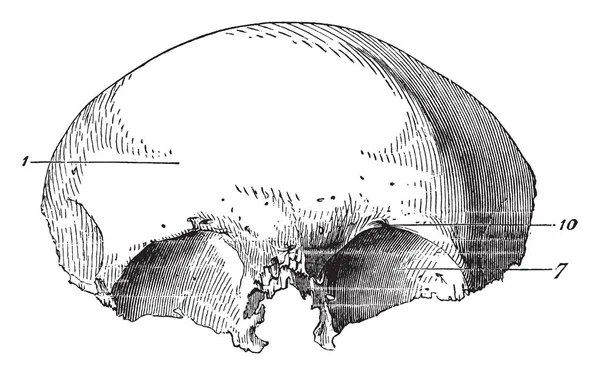 Illustration Represents Frontal Bone Human Skull Vintage Line Drawing Engraving — Stock Vector