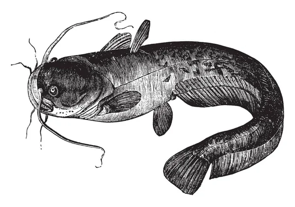교활한 Silurus은 느리고 물고기 빈티지 — 스톡 벡터
