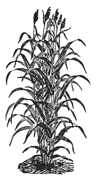 Imagen Muestra Planta Sorgo Hierba Familia Poaceae Cultivada Principalmente Por — Vector de stock