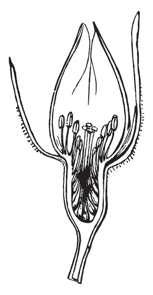 Sección Capullo Rosa Muestra Esta Imagen Capullo Rosa Dibujo Línea — Archivo Imágenes Vectoriales