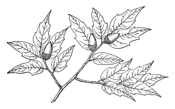 Длинные Волнистые Зубчатые Листья Орехами Которые Выглядят Сосна Рисунок Винтажной — стоковый вектор
