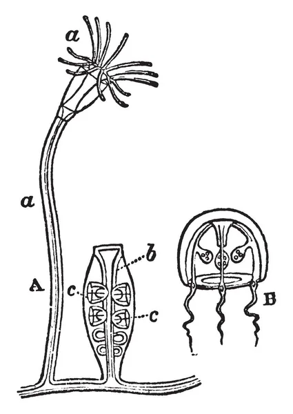 Campanularia Che Mostra Quattro Forme Persone Disegno Linee Vintage Incisione — Vettoriale Stock