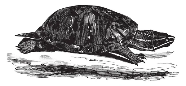 麝香龟是一种家族的成员 它有一个黑色的棕色甲壳 高度圆顶与椎骨 老式线画或雕刻插图 — 图库矢量图片