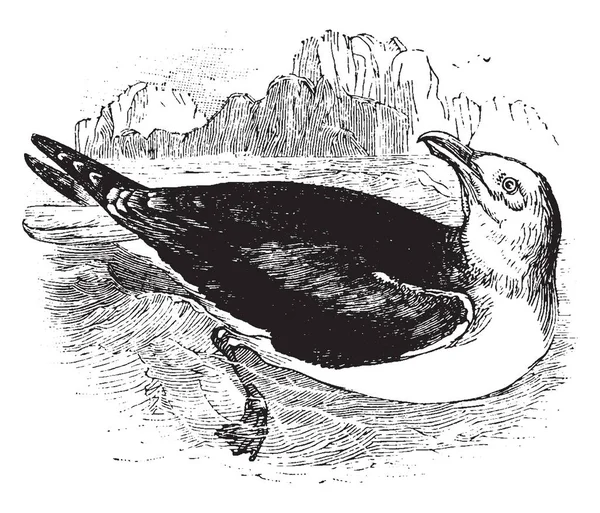 Resim Sea Gull Vintage Çizgi Çizme Veya Oyma Illüstrasyon Temsil — Stok Vektör