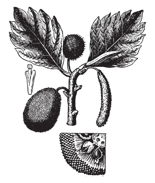 在这个框架里有一棵树 名叫面包果 它看起来像一只菠萝 它是另一种果汁 复古线画或雕刻插图 — 图库矢量图片