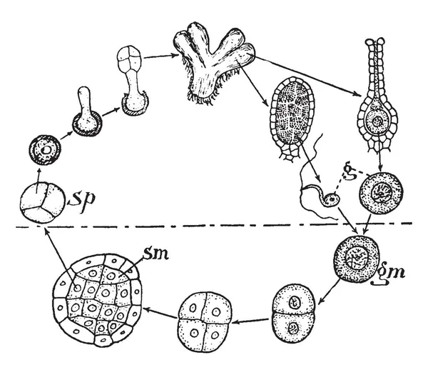 Este Diagrama Historia Vida Ricciocarpus Dibujo Líneas Vintage Ilustración Grabado — Archivo Imágenes Vectoriales