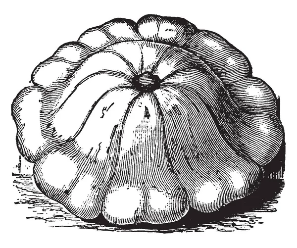 Dans Cadre Une Courge Blanche Cette Courge Blanche Est Également — Image vectorielle