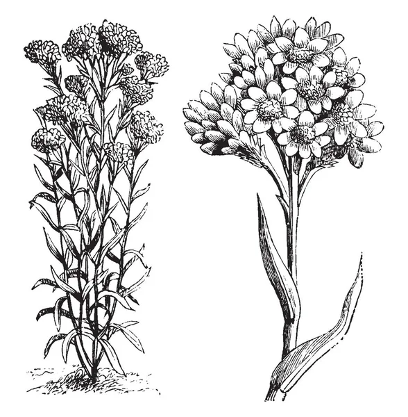Helipterum Humboldtianum Είναι Όνομα Ενός Είδους Μέρος Του Γένους Helipterum — Διανυσματικό Αρχείο