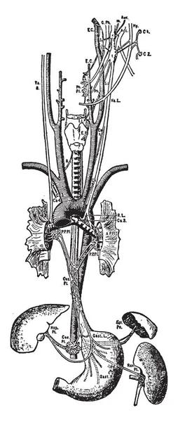 Иллюстрация Представляет Собой Пневмогастрированное Распределение Нервов Рисунок Винтажным Линиям Гравировку — стоковый вектор