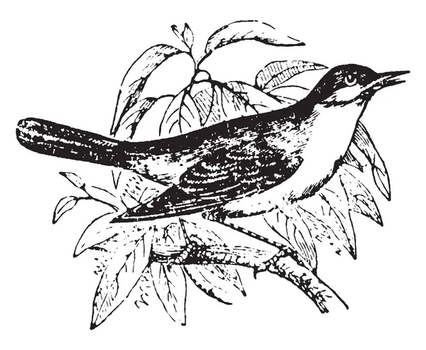 Nightingale Pássaro Famoso Por Causa Sua Brilhante Canção Desenho Linha —  Vetores de Stock