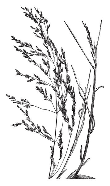 Это фотографии, показывающие траву, эта трава стебли длинные и тонкие, лезвие тонкие и длинные и верхняя сторона острый, трава ветви также тонкие и оставить короткие, винтажные линии рисунок или гравировка иллюстрации
.
