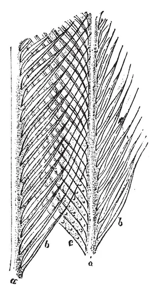 这个插图代表羽毛的结构 复古线图画或雕刻例证 — 图库矢量图片