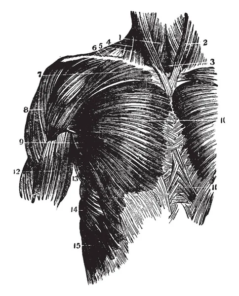 Deze Afbeelding Vertegenwoordigt Spieren Van Borst Vintage Lijntekening Gravure Illustratie — Stockvector