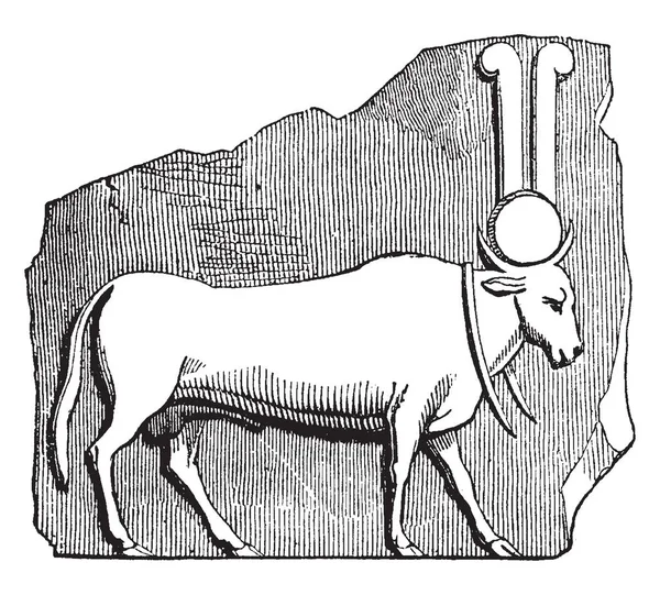 在这张图片中 站在墙边的公牛和穿的公牛是大项链 复古线画或雕刻插图 — 图库矢量图片