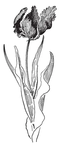 图片显示鹦鹉郁金香常年属于郁金香 原产于南欧 这些异想天开形状的彩色郁金香是从某些晚期开花的郁金香 复古线条画或雕刻插图的突变中开发出来的 — 图库矢量图片