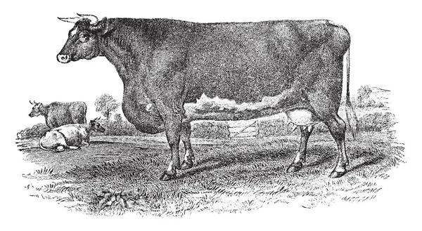 短角牛起源于英格兰东北部的第十八世纪晚期 复古线条绘画或雕刻插图 — 图库矢量图片