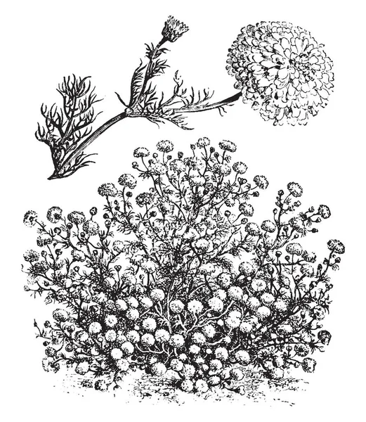 Een Illustratie Van Vrijstaande Bloeiende Branchlet Van Matricaria Inodora Flore — Stockvector