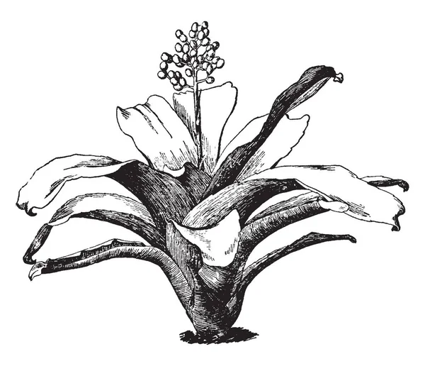 Изображение Aechmea Miiniata Variety Discolor Листья Фиолетово Коричневого Цвета Спине — стоковый вектор