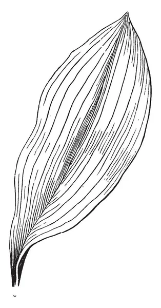 Immagine Che Mostra Una Foglia Venata Parallela Venature Corrono Parallele — Vettoriale Stock