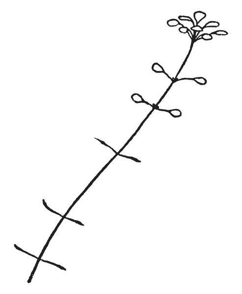 이것은 Callitriche의 그것은 식물으로 알려진 Starwort입니다 그것의 빈티지 드로잉 — 스톡 벡터