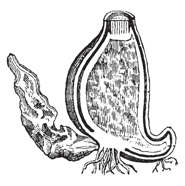 Maíz Seco Semillas Secas Maduras Del Cocodrilo Otoño Que Contiene — Archivo Imágenes Vectoriales