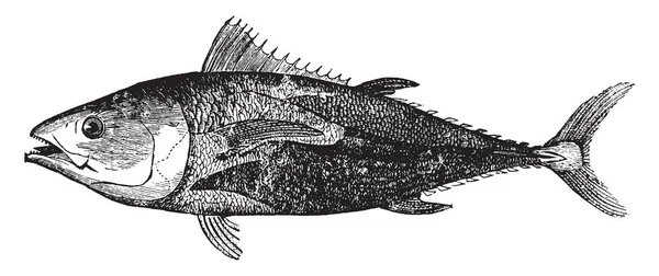 Wspólne Tuńczyka Jest Duże Gatunki Vintage Rysowania Linii Lub Grawerowanie — Wektor stockowy