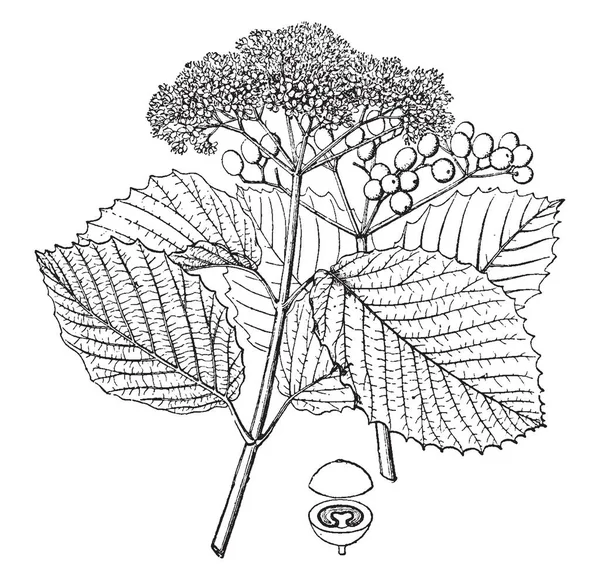 ガマズミ属の木は約属 150 175 種の低木または 少数の種 Moschatel 家族の小さい木 これは一般的に北半球軸受花房 ビンテージの線描画や彫刻イラストで発見します — ストックベクタ