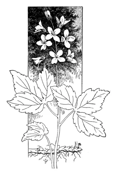 Зображення Показує Dentaria Diphylla Cardamine Diphylla Загальною Назвою Dentaria Diphylla — стоковий вектор