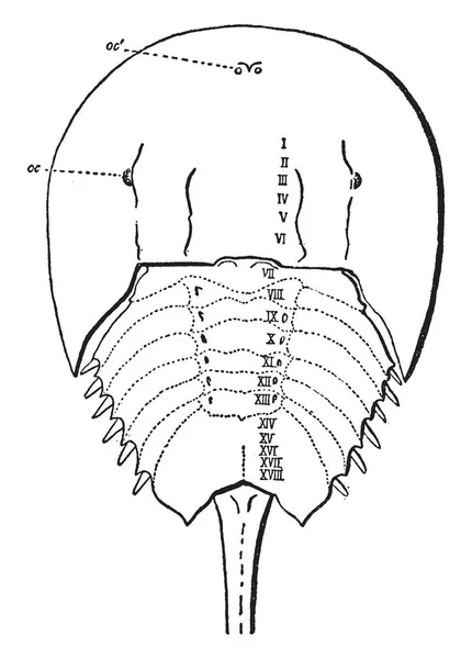 鲎波吕斐摩斯通常被认为是生殖器的剃脊骨但建议由波科克是其他压制 Praegenital 复古线条画或雕刻插图 — 图库矢量图片
