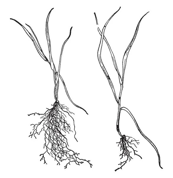 Картина Показывает Маленькое Старое Растение Показанные Некоторые Листья Тонкие Короткие — стоковый вектор