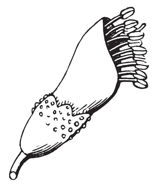 Obrázek Ukazuje Květ Amorpha Čeledi Keř Který Roste Výšky Druh — Stockový vektor