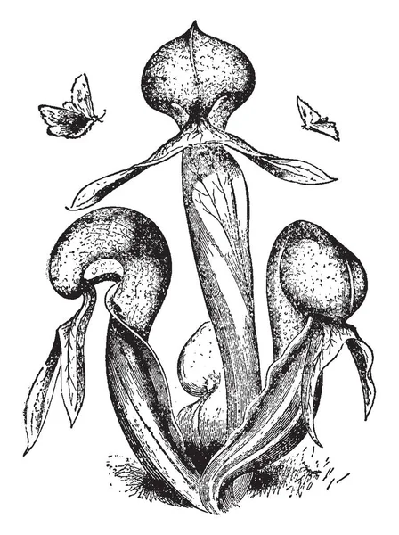 Darlingtonia 코브라를 나뭇잎 노란색과 보라색 빈티지 드로잉 조각이 — 스톡 벡터